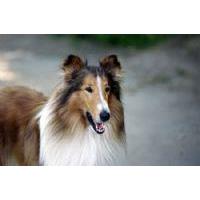 Lassie